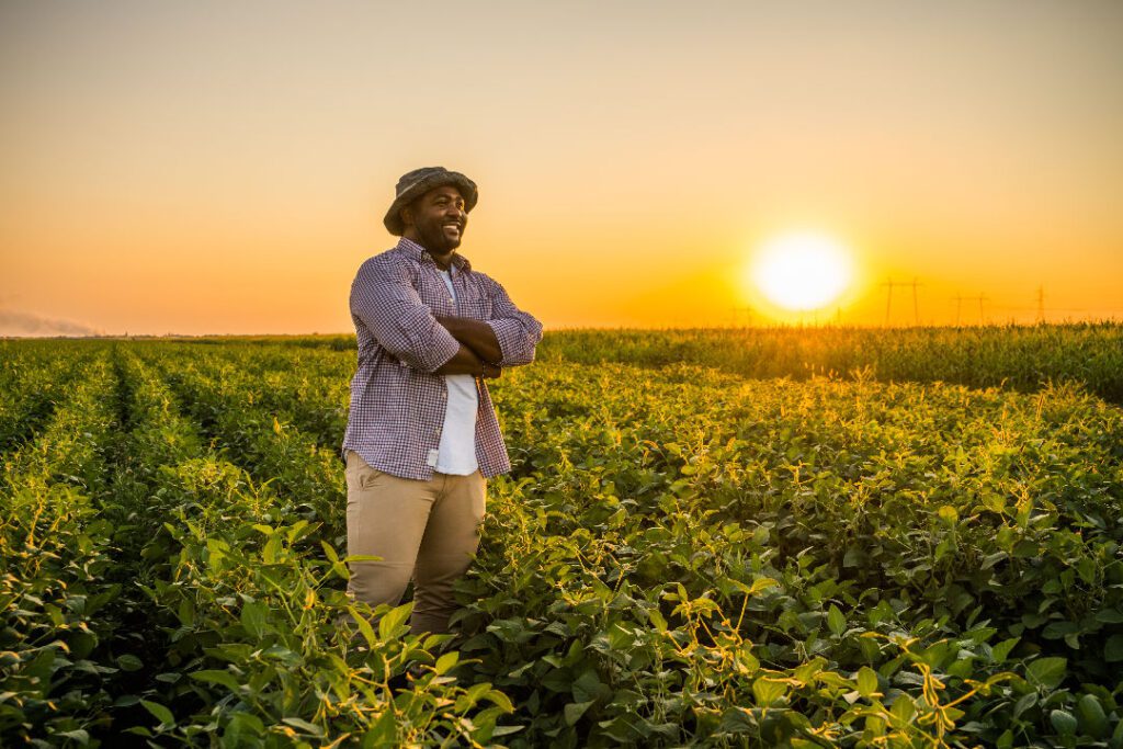 Confident farmer standing in a green crop field at sunset
